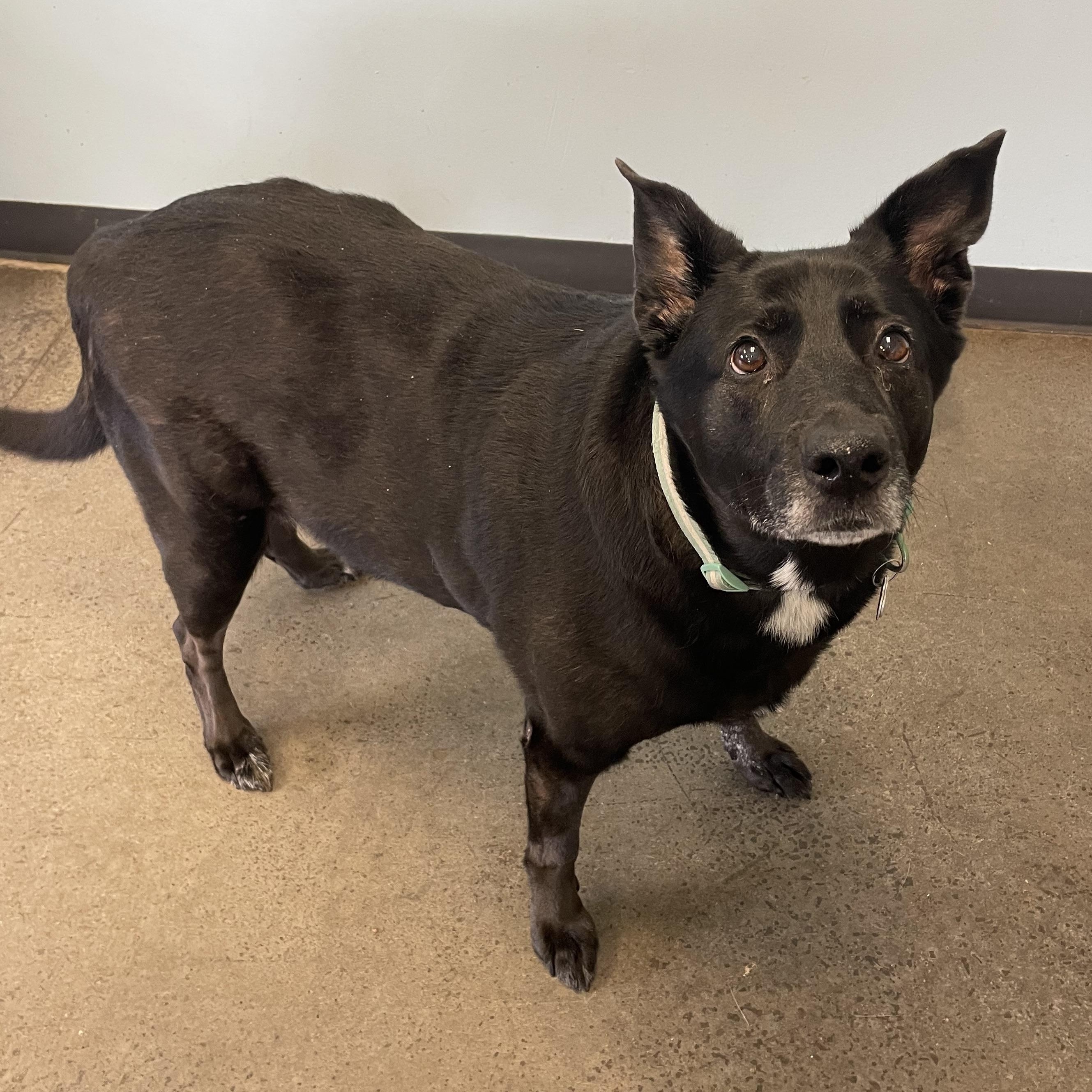 Dixie, a Adoptable mixed breed in Mishawaka, IN image 3/6