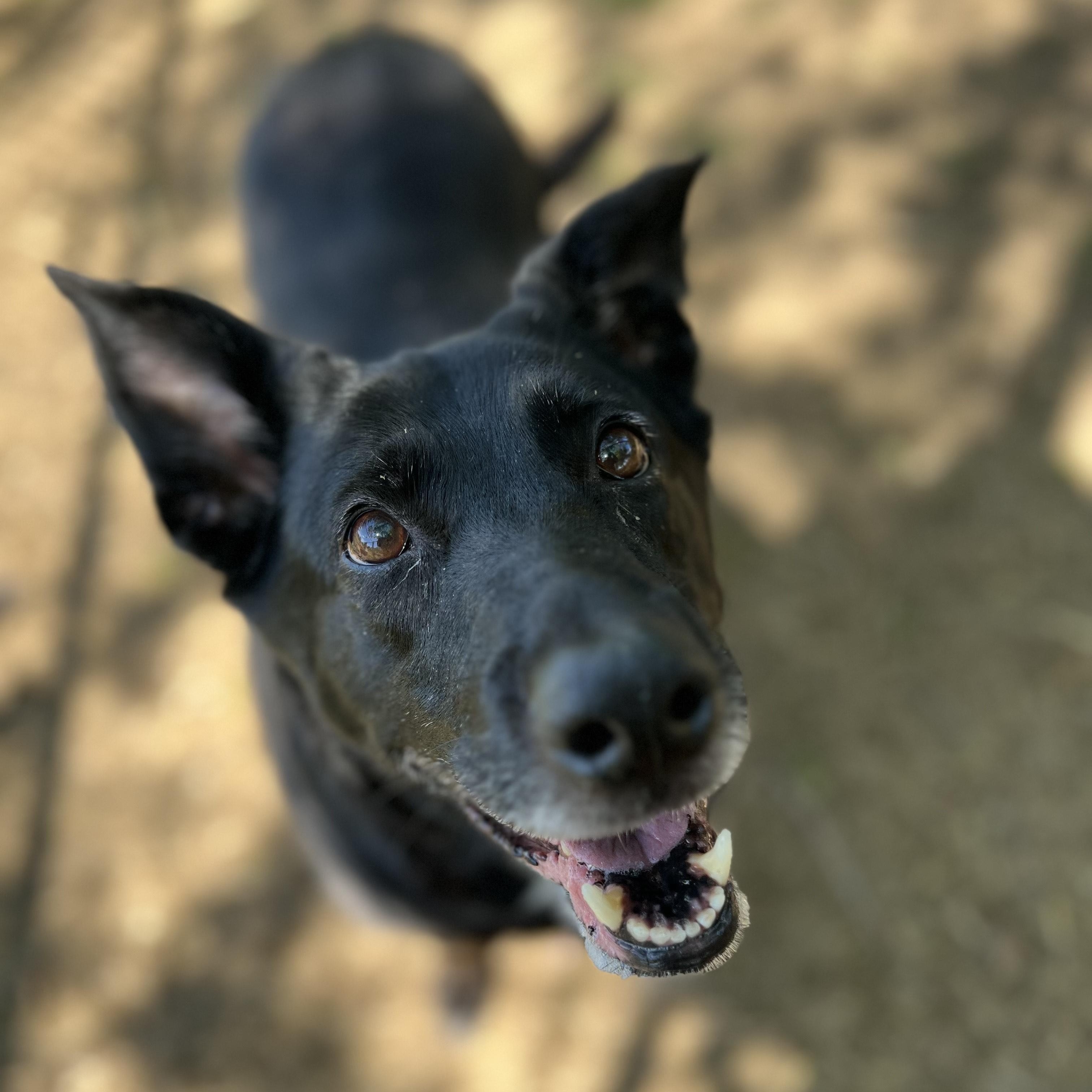 Dixie, a Adoptable mixed breed in Mishawaka, IN image 4/6