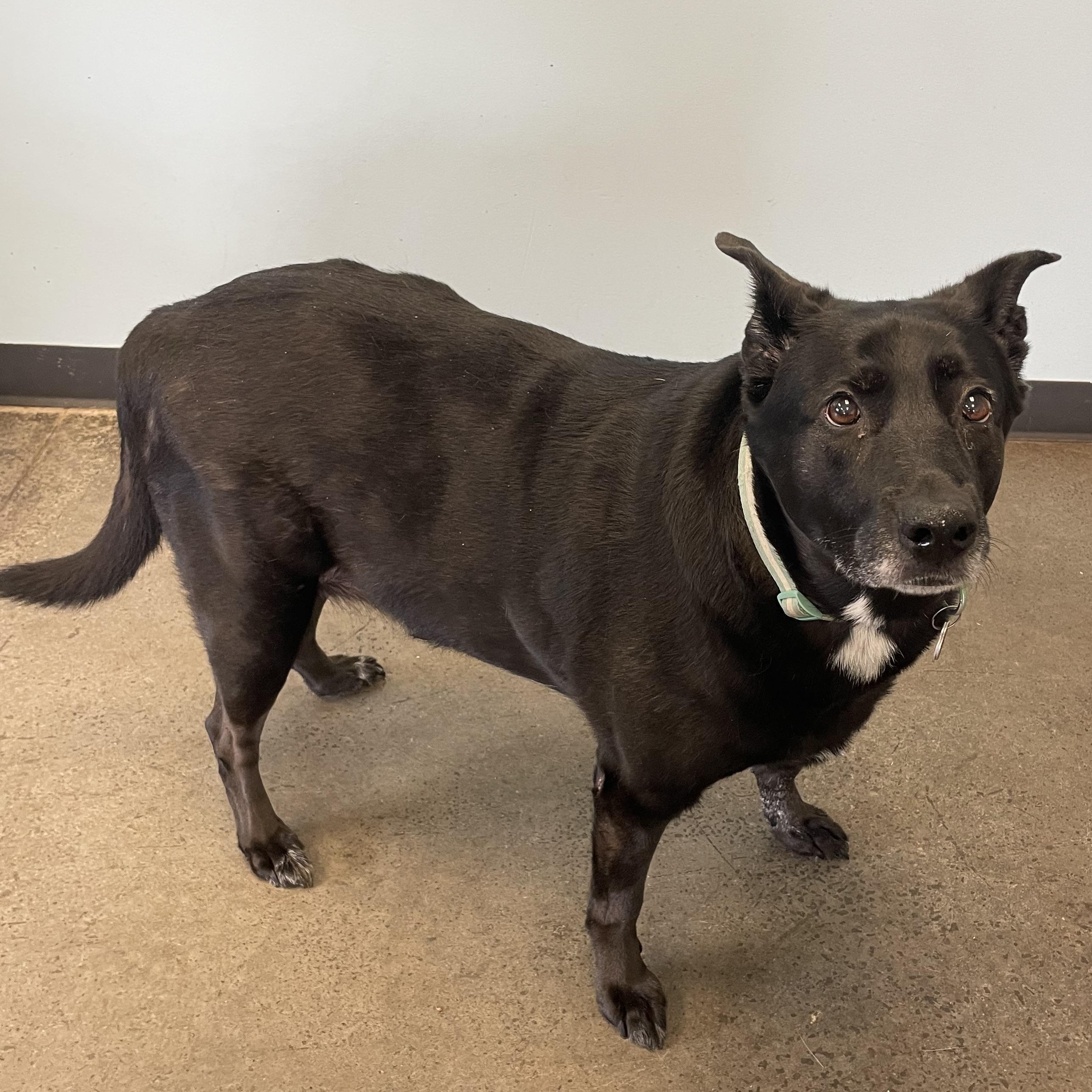 Dixie, a Adoptable mixed breed in Mishawaka, IN image 5/6