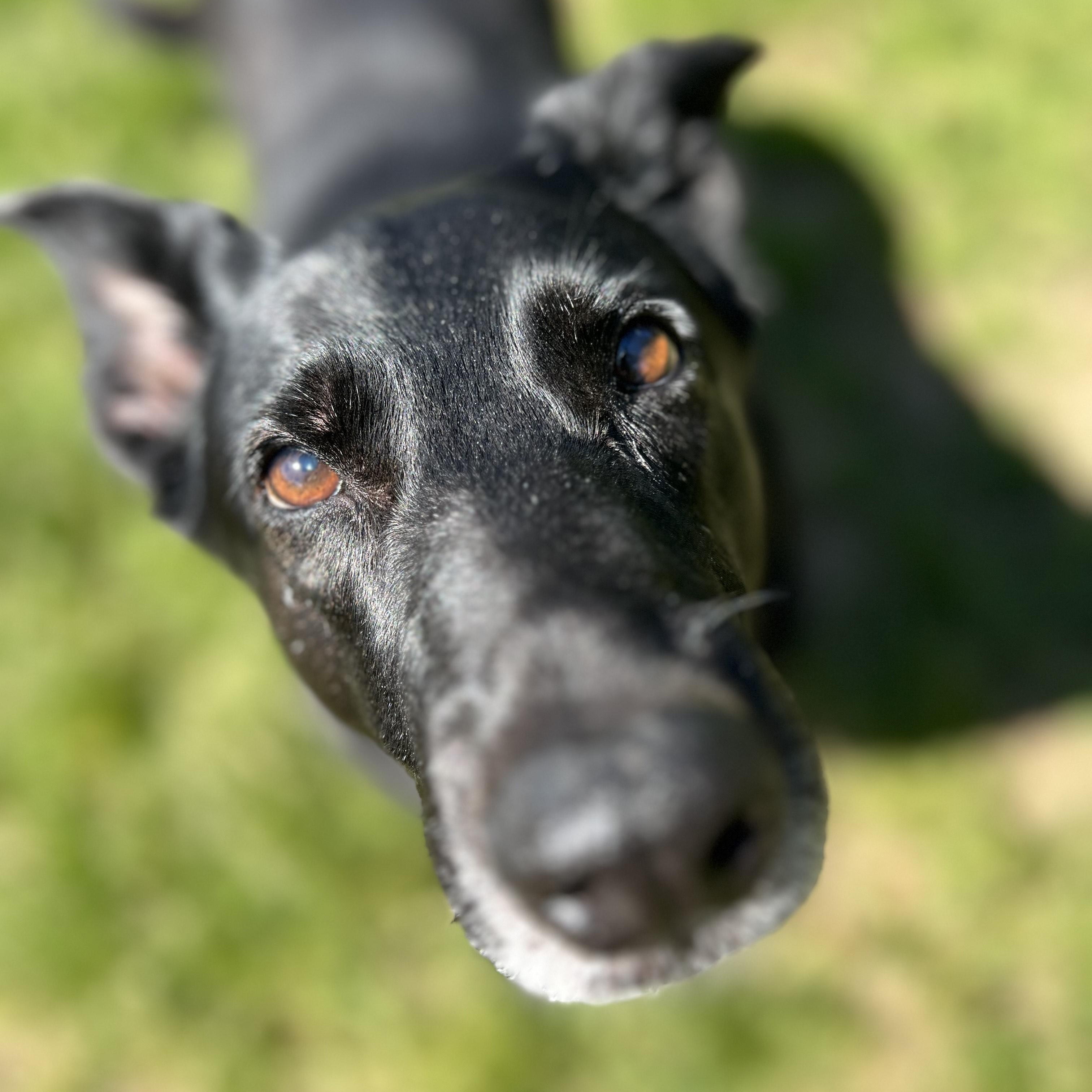 Dixie, a Adoptable mixed breed in Mishawaka, IN image 6/6