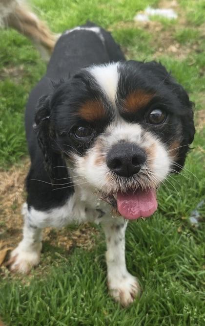 Jerry, Adoptable, Adult Male Cavalier King Charles Spaniel.