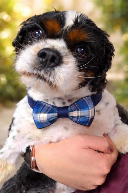 Jerry, Adoptable, Adult Male Cavalier King Charles Spaniel.