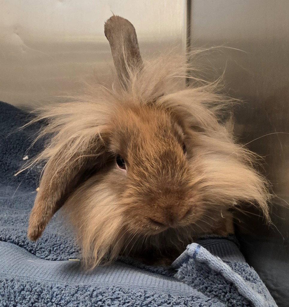 FC 110 Sir Fuzzbutt, Adoptable, Young Male American Fuzzy Lop.