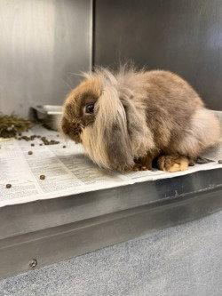 Enlarge FC 110 Sir Fuzzbutt, a Adoptable American Fuzzy Lop in Glen Allen, VA image 1/1