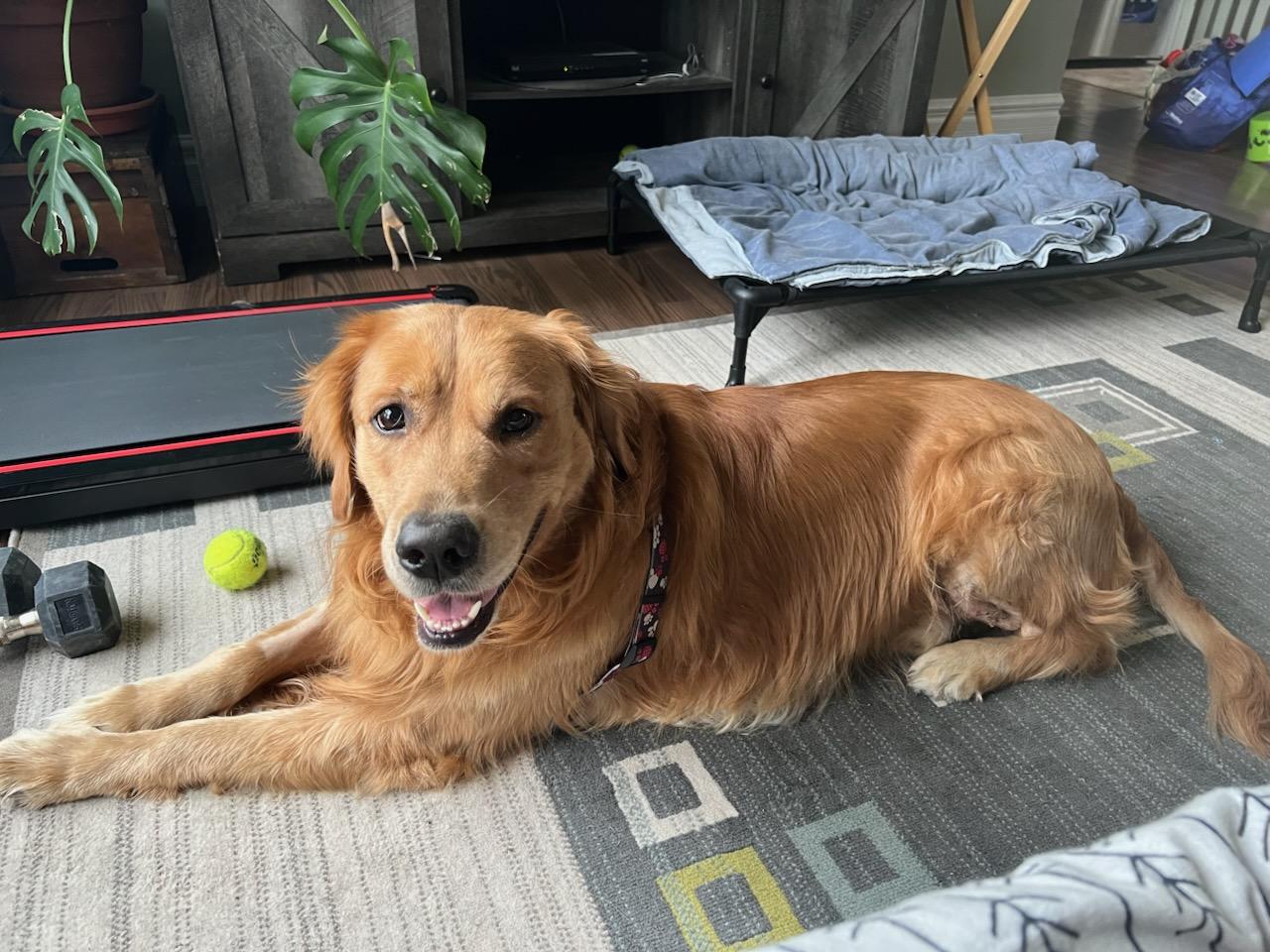 Enlarge Tyson, an adopted Golden Retriever in Owen Sound, ON image 1/4