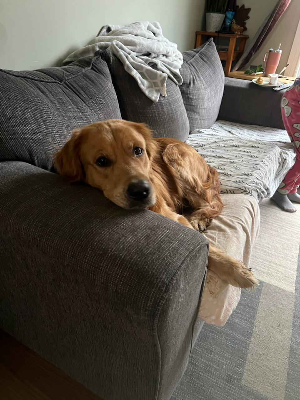 Enlarge Tyson, an adopted Golden Retriever in Owen Sound, ON image 4/4