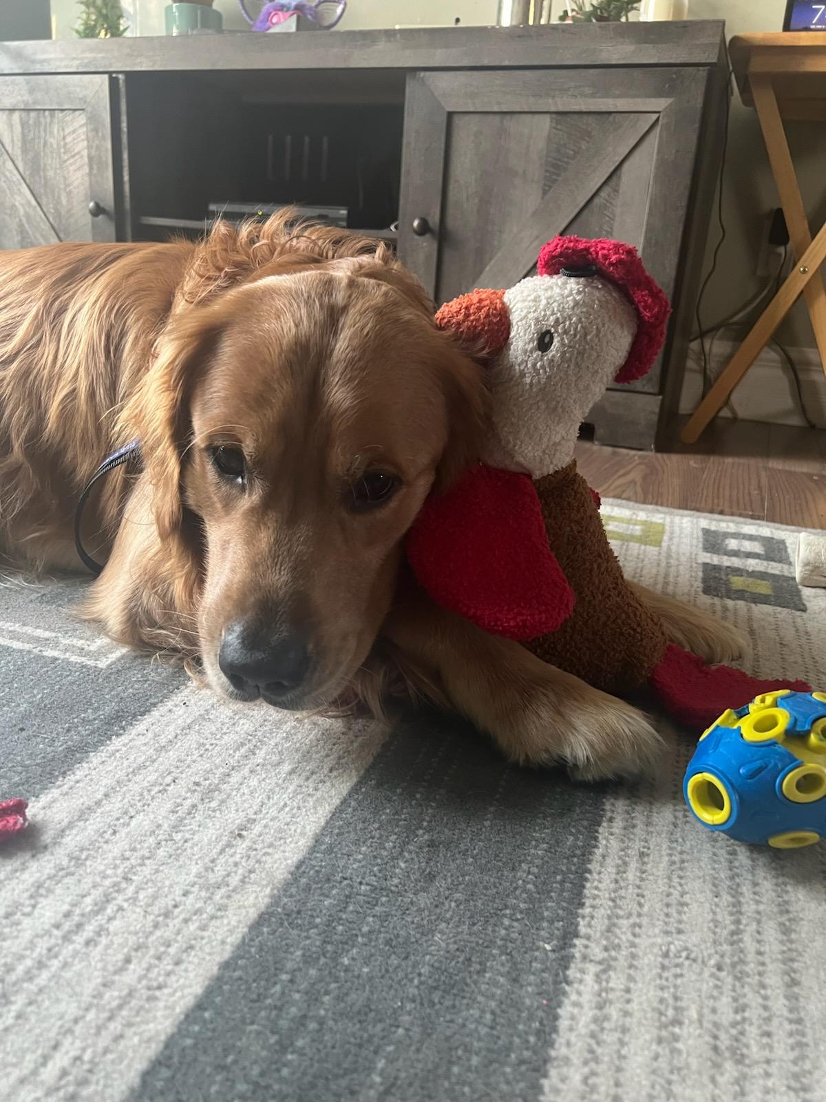 Enlarge Tyson, an adopted Golden Retriever in Owen Sound, ON image 3/4