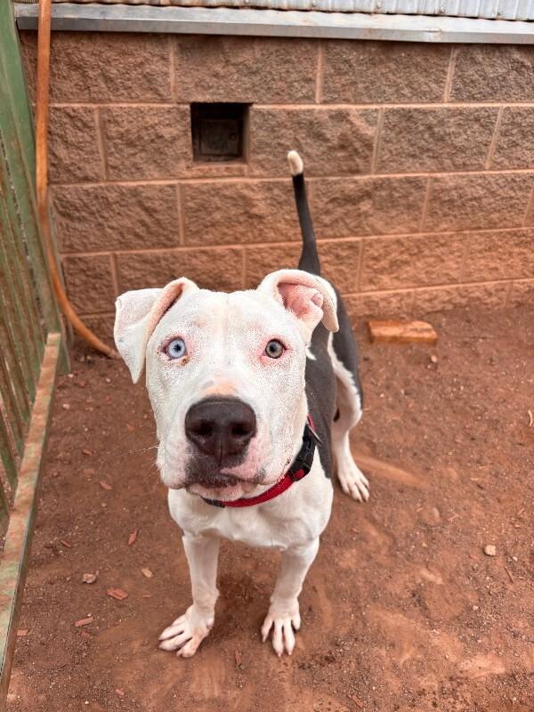 Enlarge Tism, a Adoptable Pit Bull Terrier in Hobbs, NM image 1/2