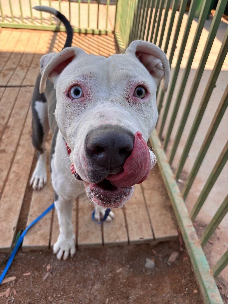 Tism, Adoptable, Adult Male Pit Bull Terrier.