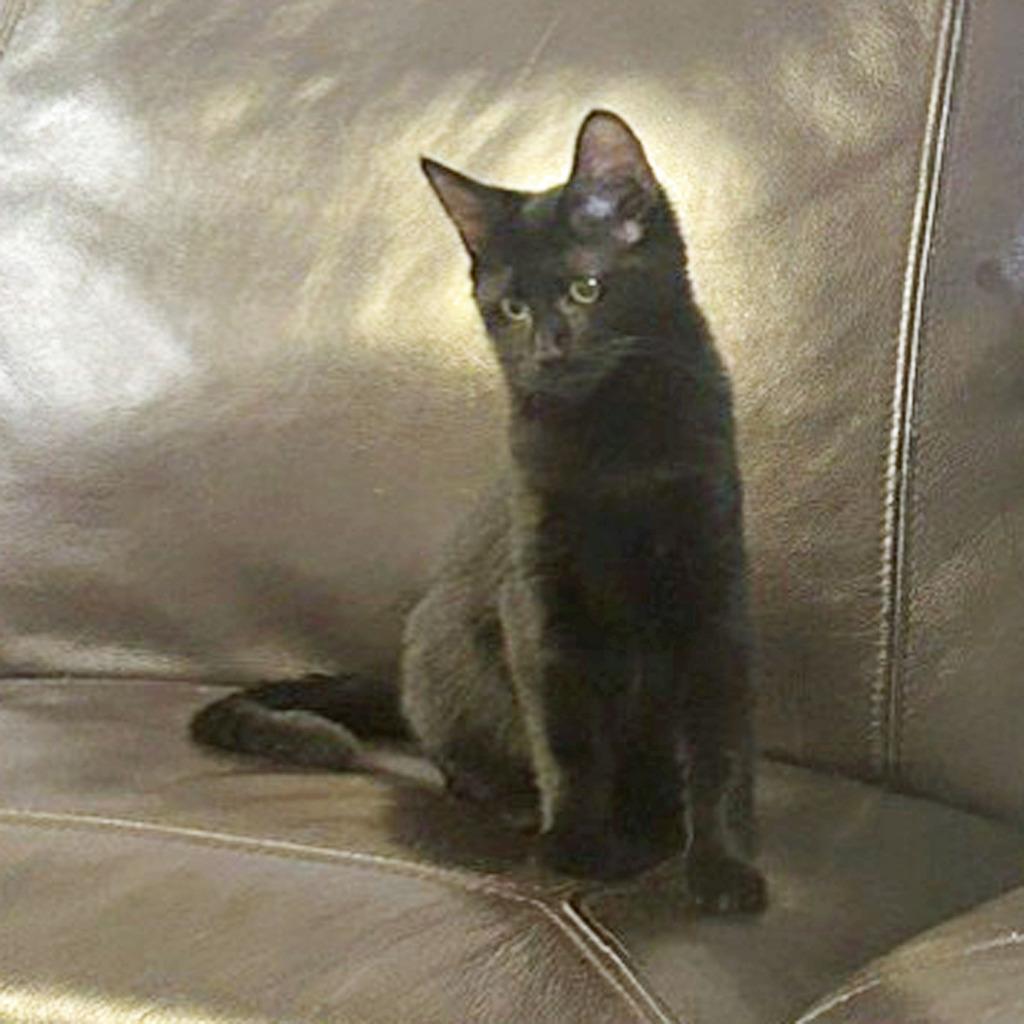 Enlarge Wanda26, a Adoptable mixed breed in Youngsville, NC image 1/3