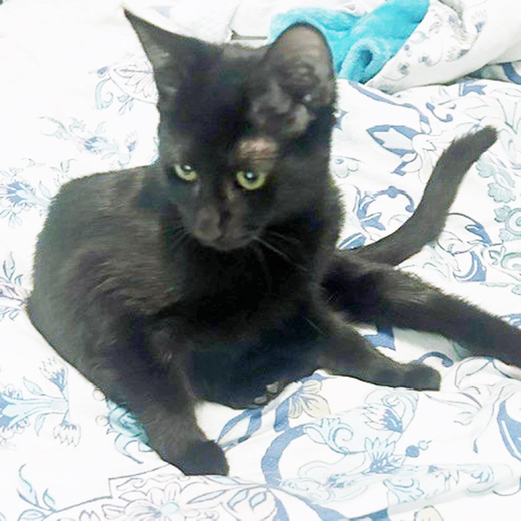 Enlarge Wanda26, a Adoptable mixed breed in Youngsville, NC image 2/3