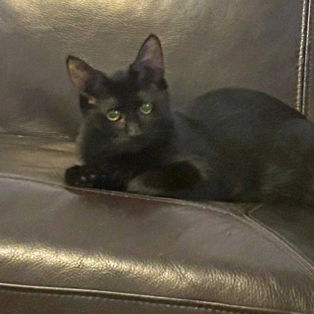 Enlarge Wanda26, a Adoptable mixed breed in Youngsville, NC image 3/3