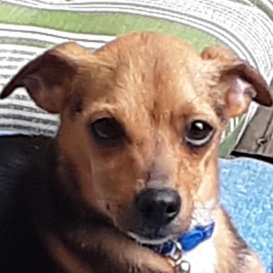 Enlarge Lemony Snicket, an adopted mixed breed in Denville, NJ image 1/5