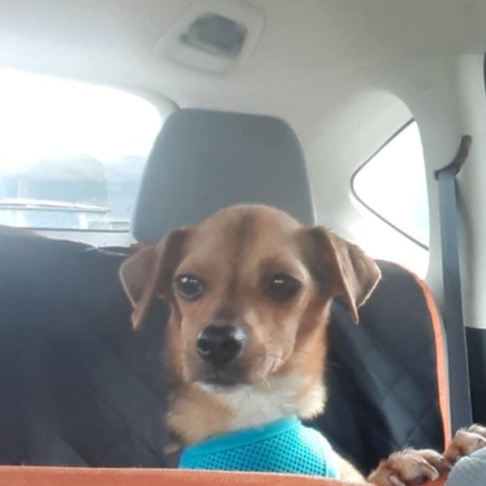 Enlarge Lemony Snicket, an adopted mixed breed in Denville, NJ image 2/5