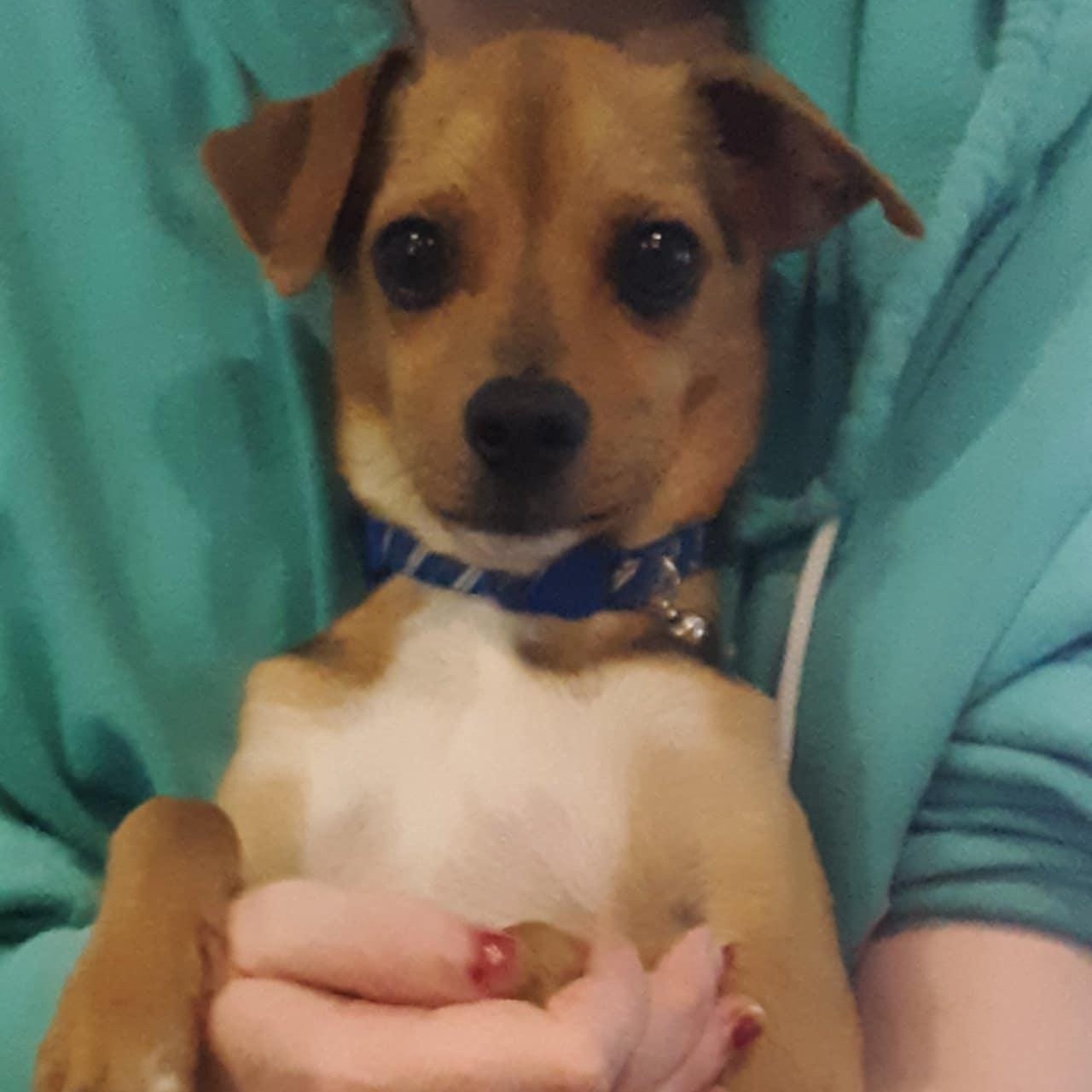 Enlarge Lemony Snicket, an adopted mixed breed in Denville, NJ image 3/5