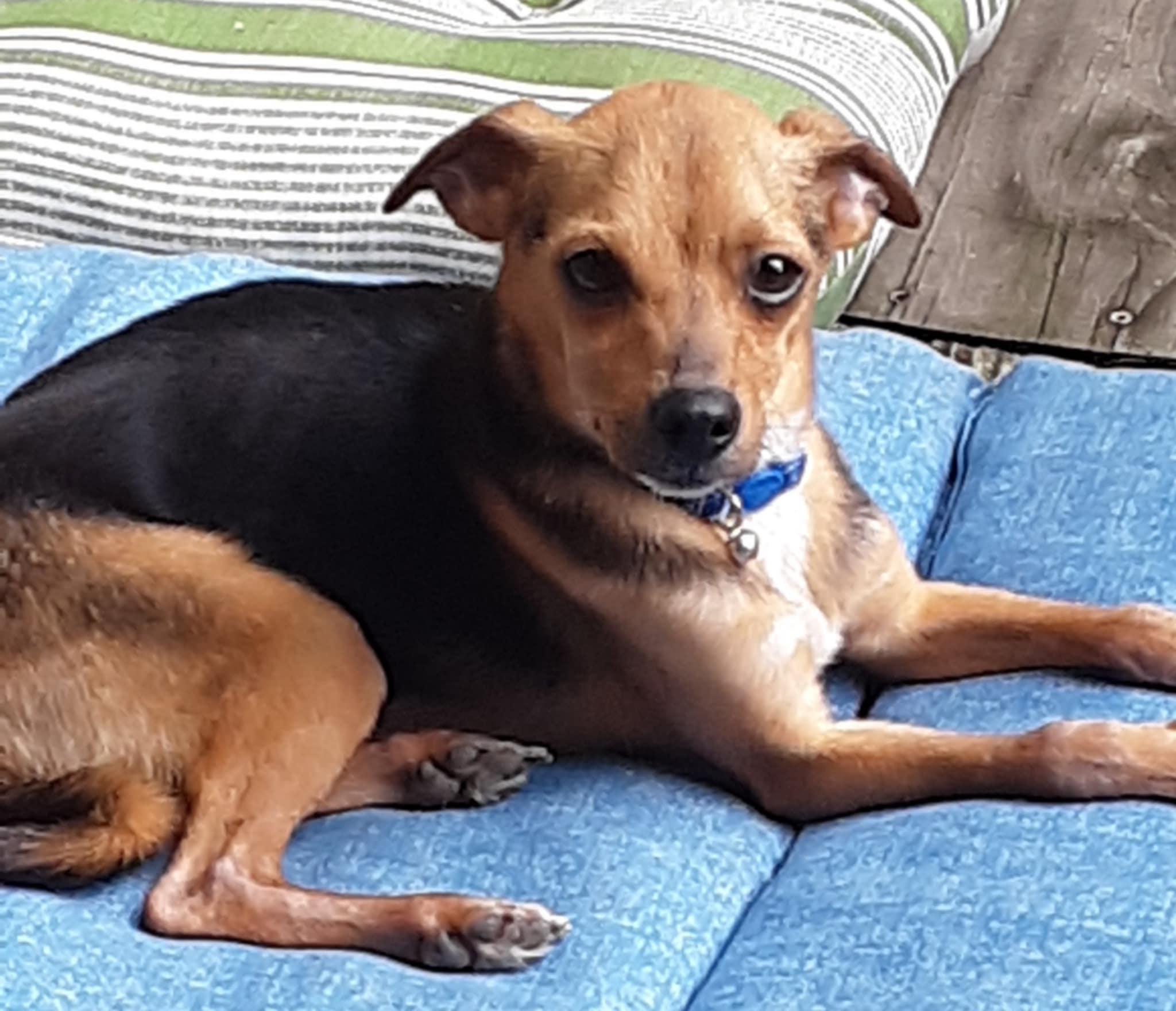 Enlarge Lemony Snicket, an adopted mixed breed in Denville, NJ image 4/5