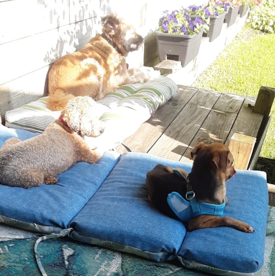 Enlarge Lemony Snicket, an adopted mixed breed in Denville, NJ image 5/5