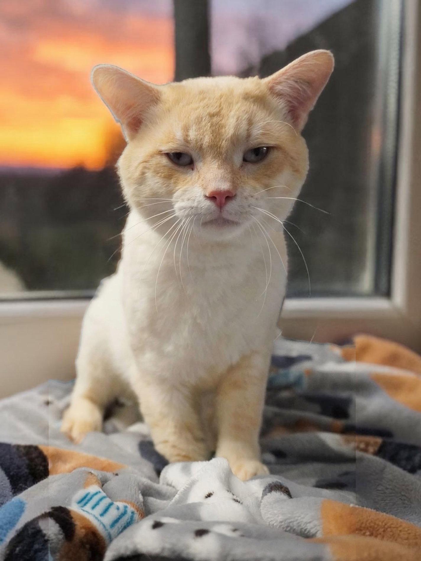 Gideon - SP, Adopted, Adult Male Domestic Short Hair.
