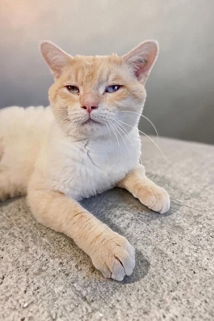 Gideon - SP, a Adopted Domestic Short Hair in Champaign, IL image 2/3