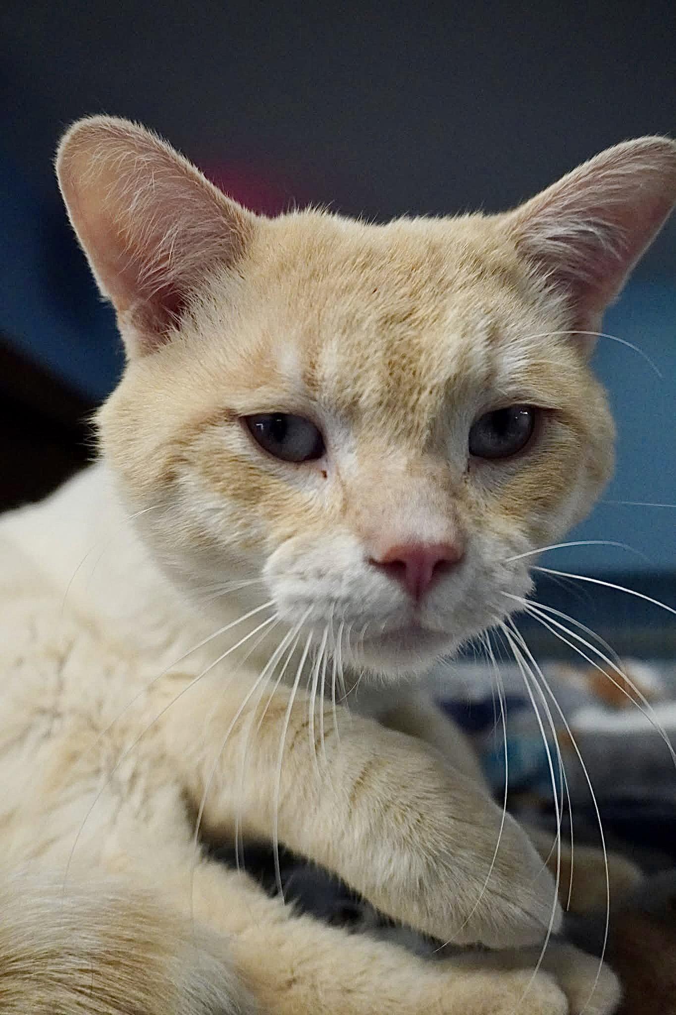 Gideon - SP, a Adopted Domestic Short Hair in Champaign, IL image 3/3