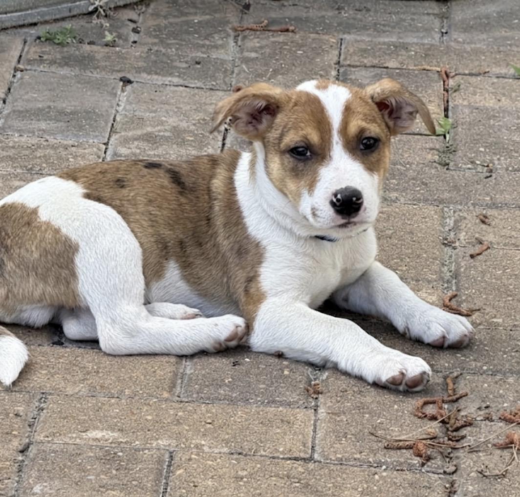 Enlarge Jessie, an adopted mixed breed in Cypress, TX image 5/5