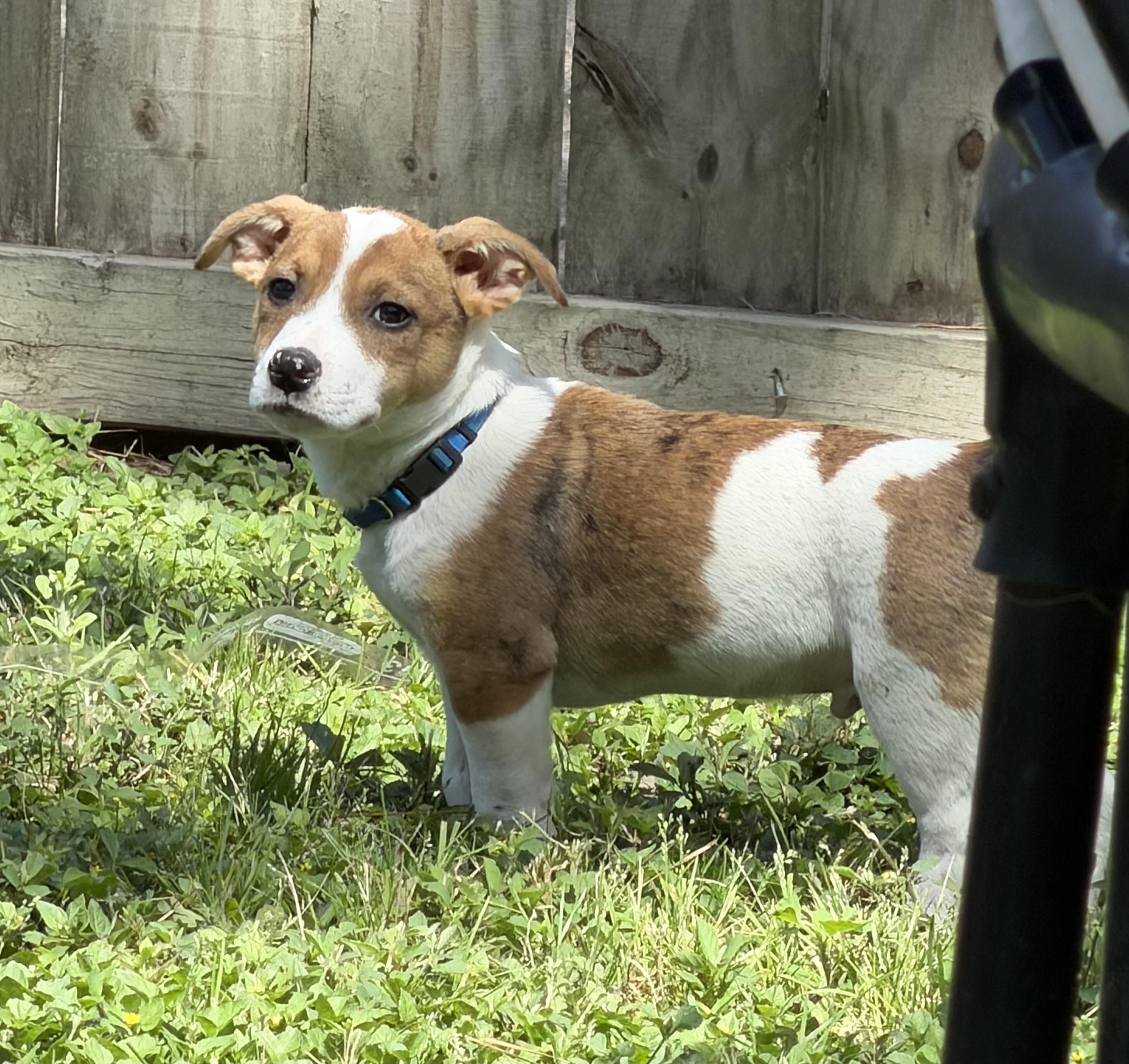 Enlarge Jessie, an adopted mixed breed in Cypress, TX image 3/5