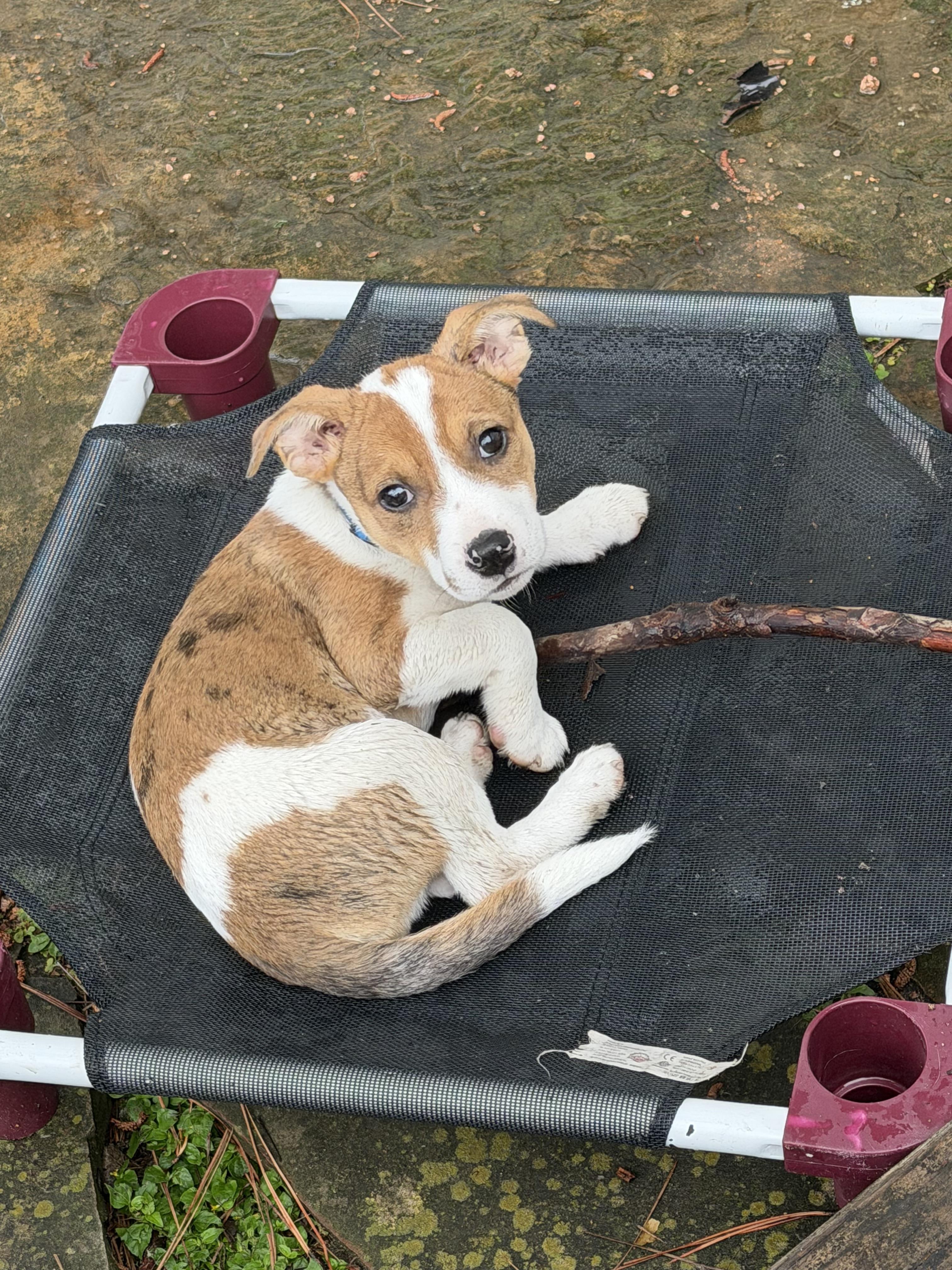 Enlarge Jessie, an adopted mixed breed in Cypress, TX image 4/5
