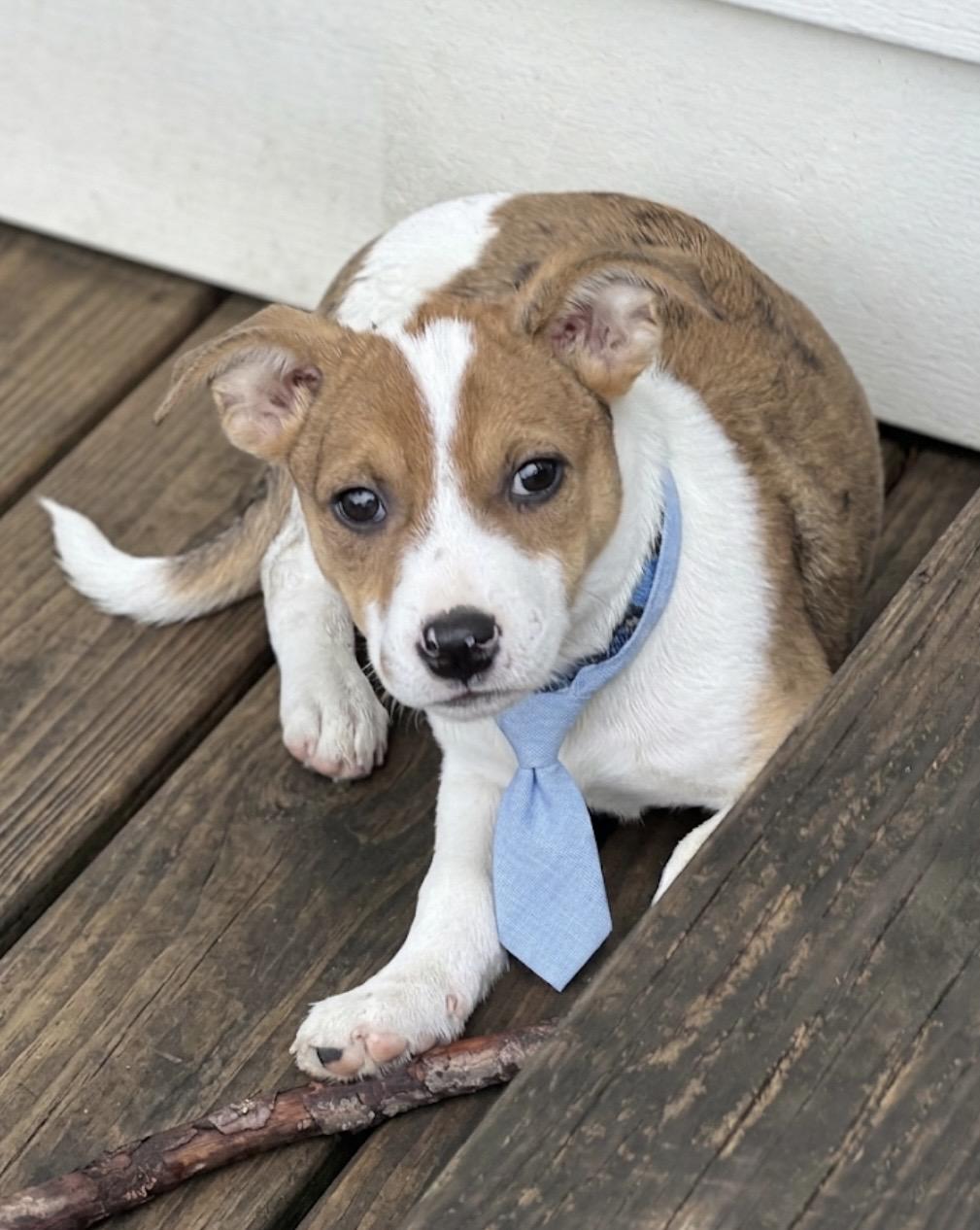 Enlarge Jessie, an adopted mixed breed in Cypress, TX image 1/5