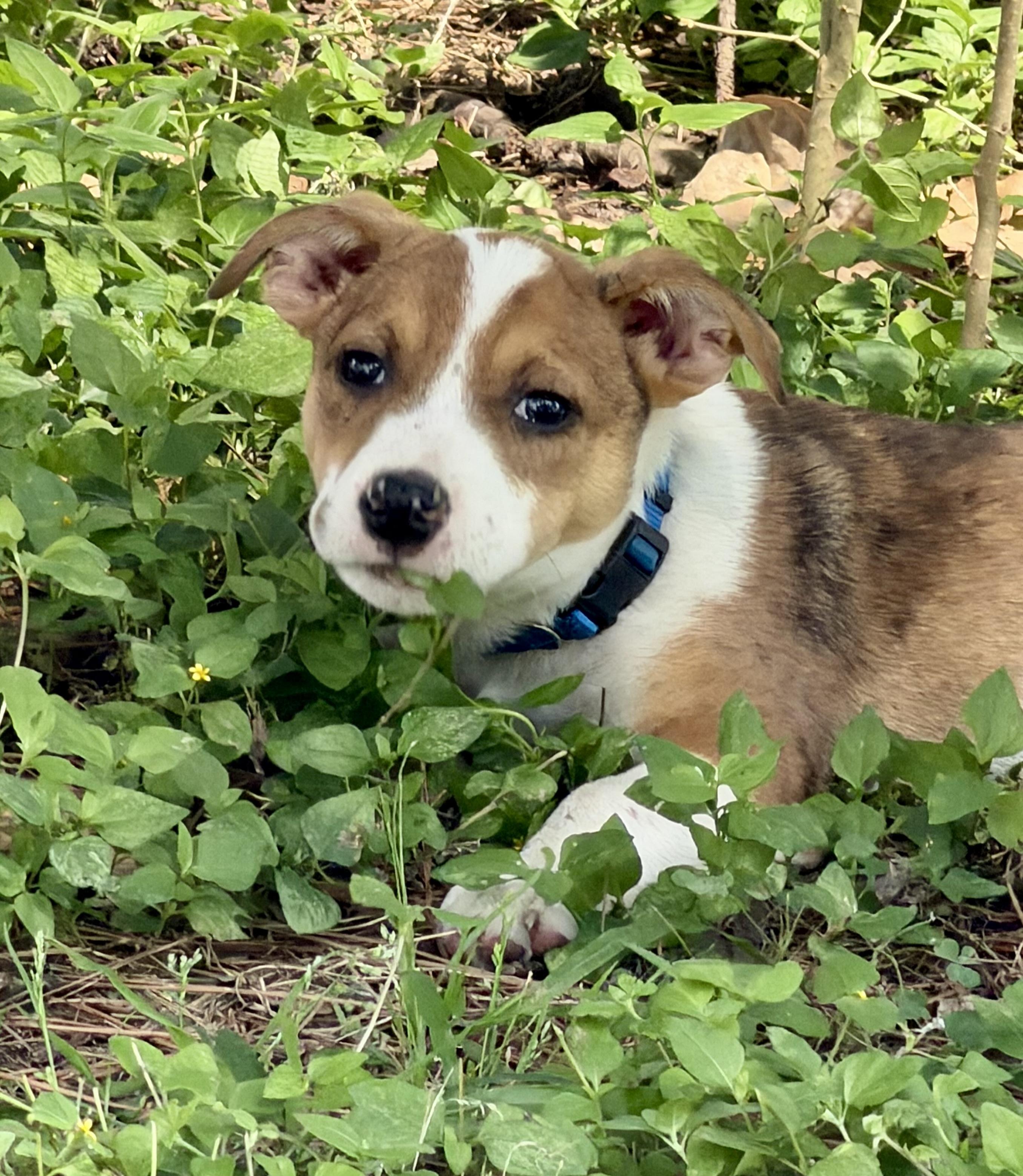 Enlarge Jessie, an adopted mixed breed in Cypress, TX image 2/5