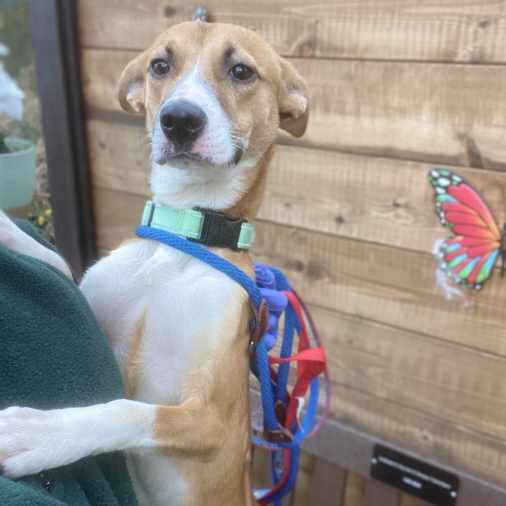 Enlarge Hannah, a Adoptable Mixed Breed in Westhampton, NY image 1/5