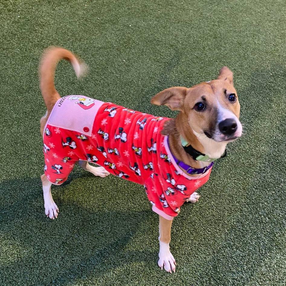 Enlarge Hannah, a Adoptable Mixed Breed in Westhampton, NY image 2/5