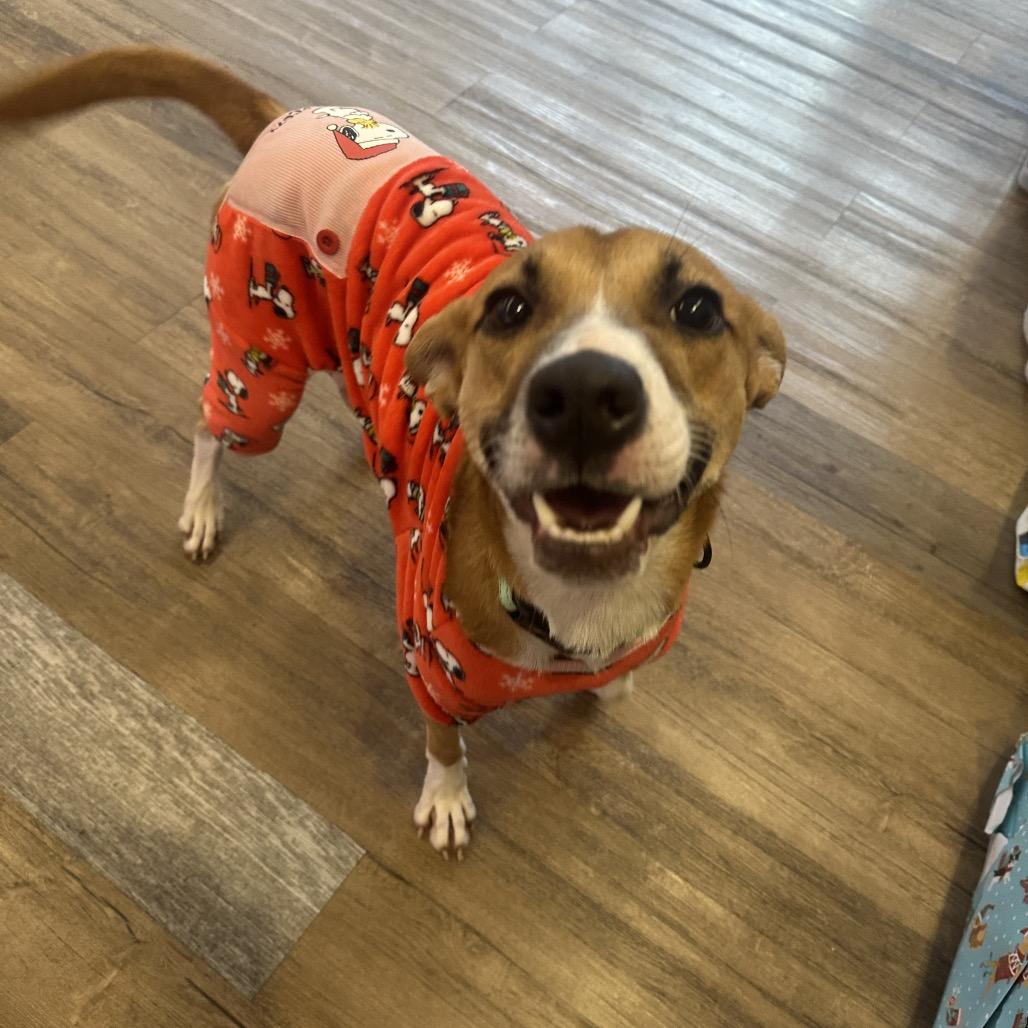 Enlarge Hannah, a Adoptable Mixed Breed in Westhampton, NY image 3/5