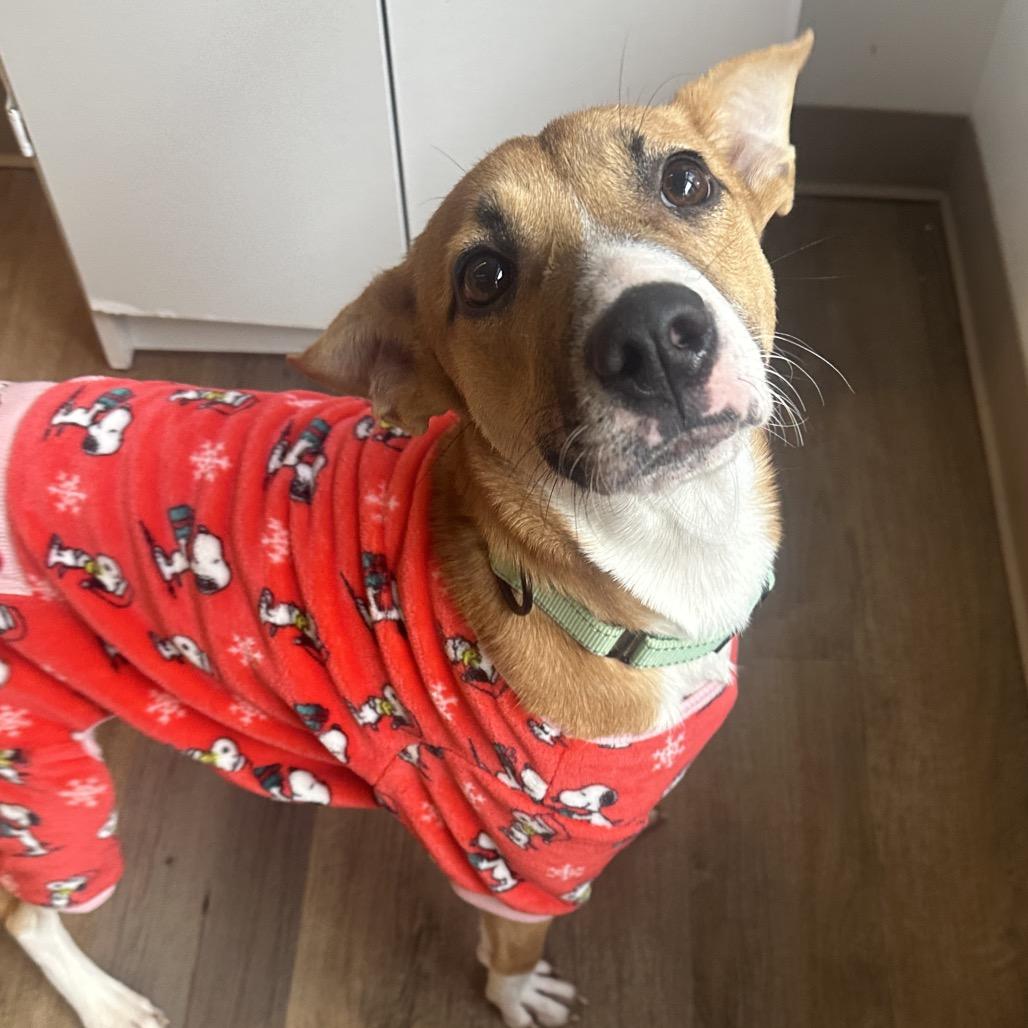 Enlarge Hannah, a Adoptable Mixed Breed in Westhampton, NY image 4/5