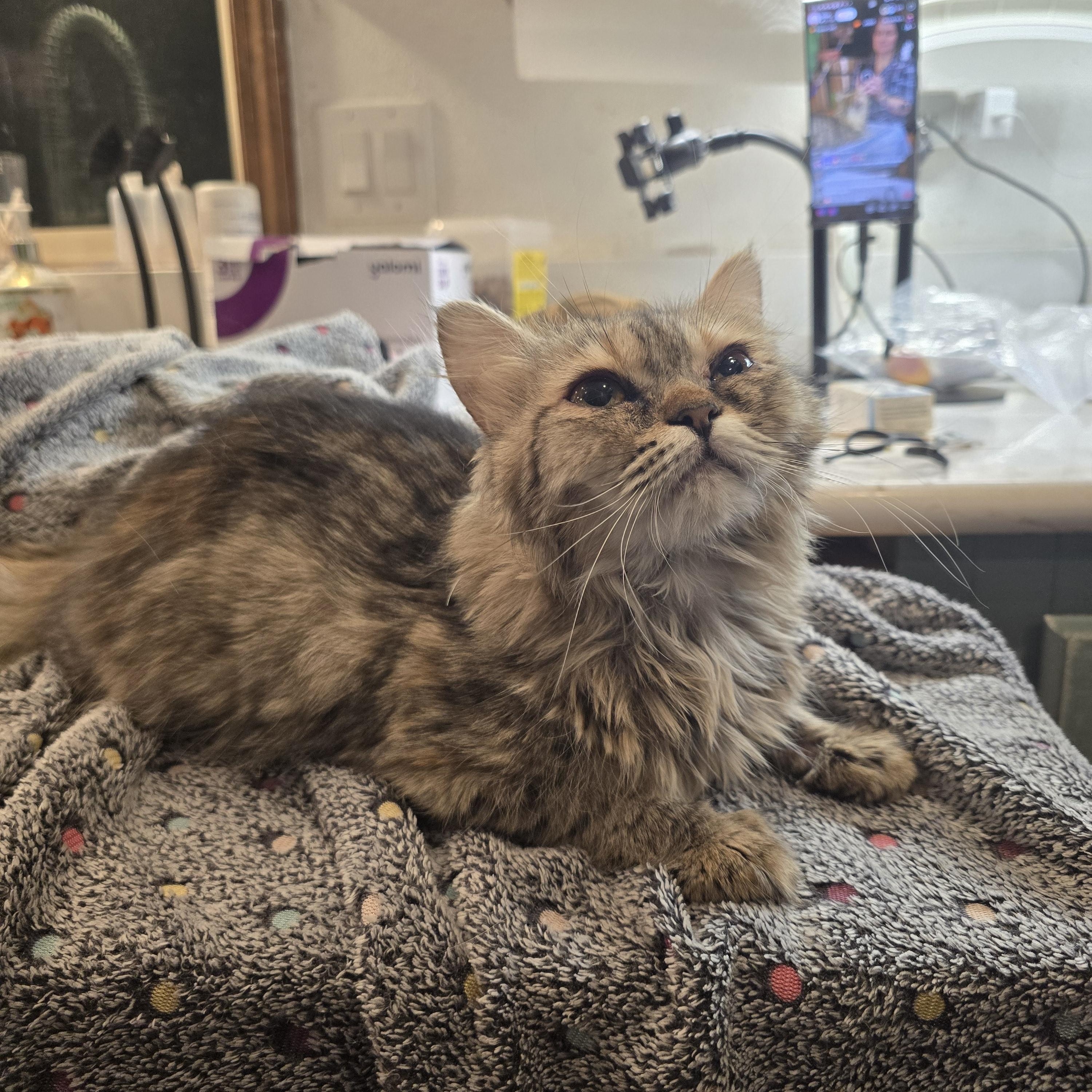 Muffin, an adoptable Munchkin, Persian in Lacey, WA, 98503 | Photo Image 3