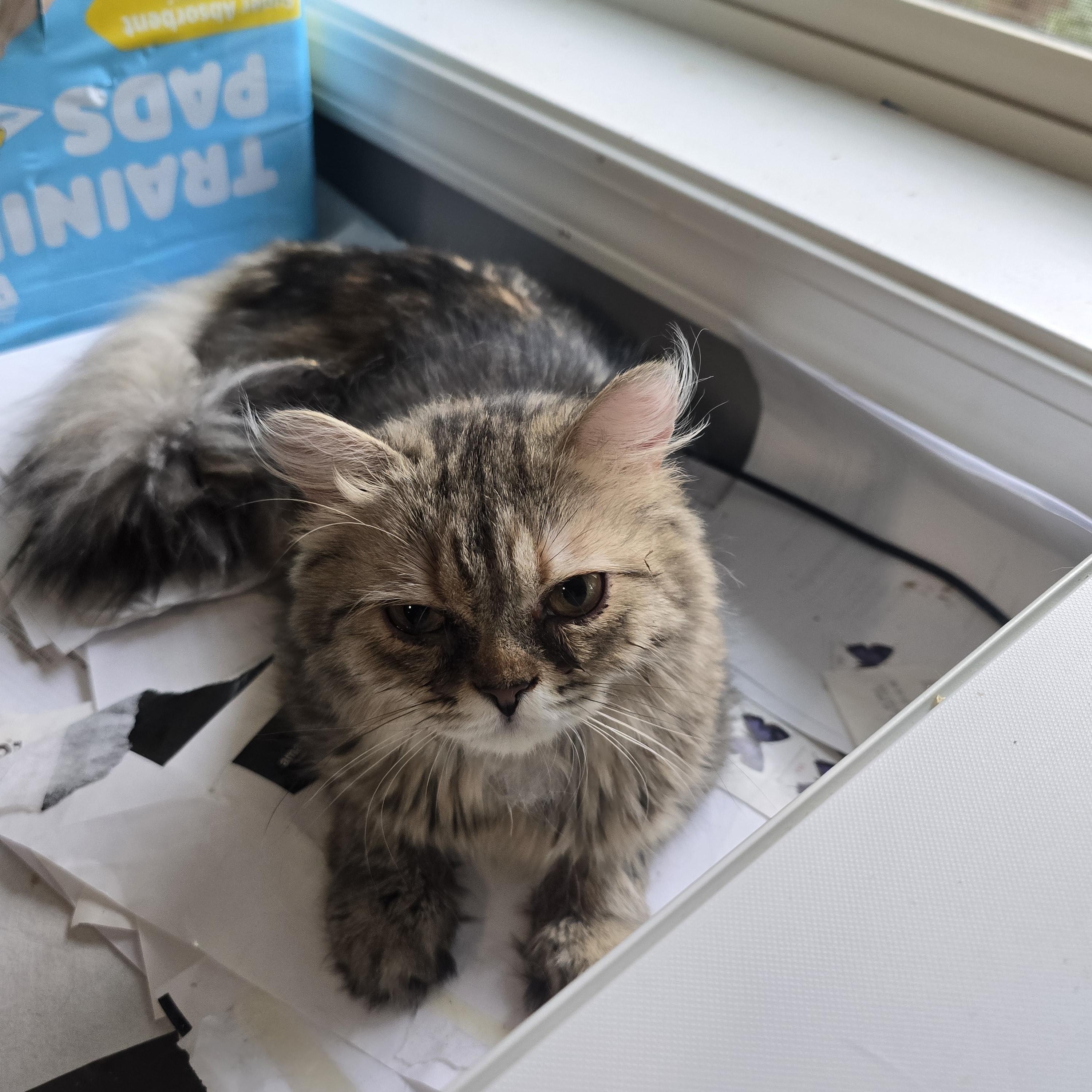 Muffin, an adoptable Munchkin, Persian in Lacey, WA, 98503 | Photo Image 2