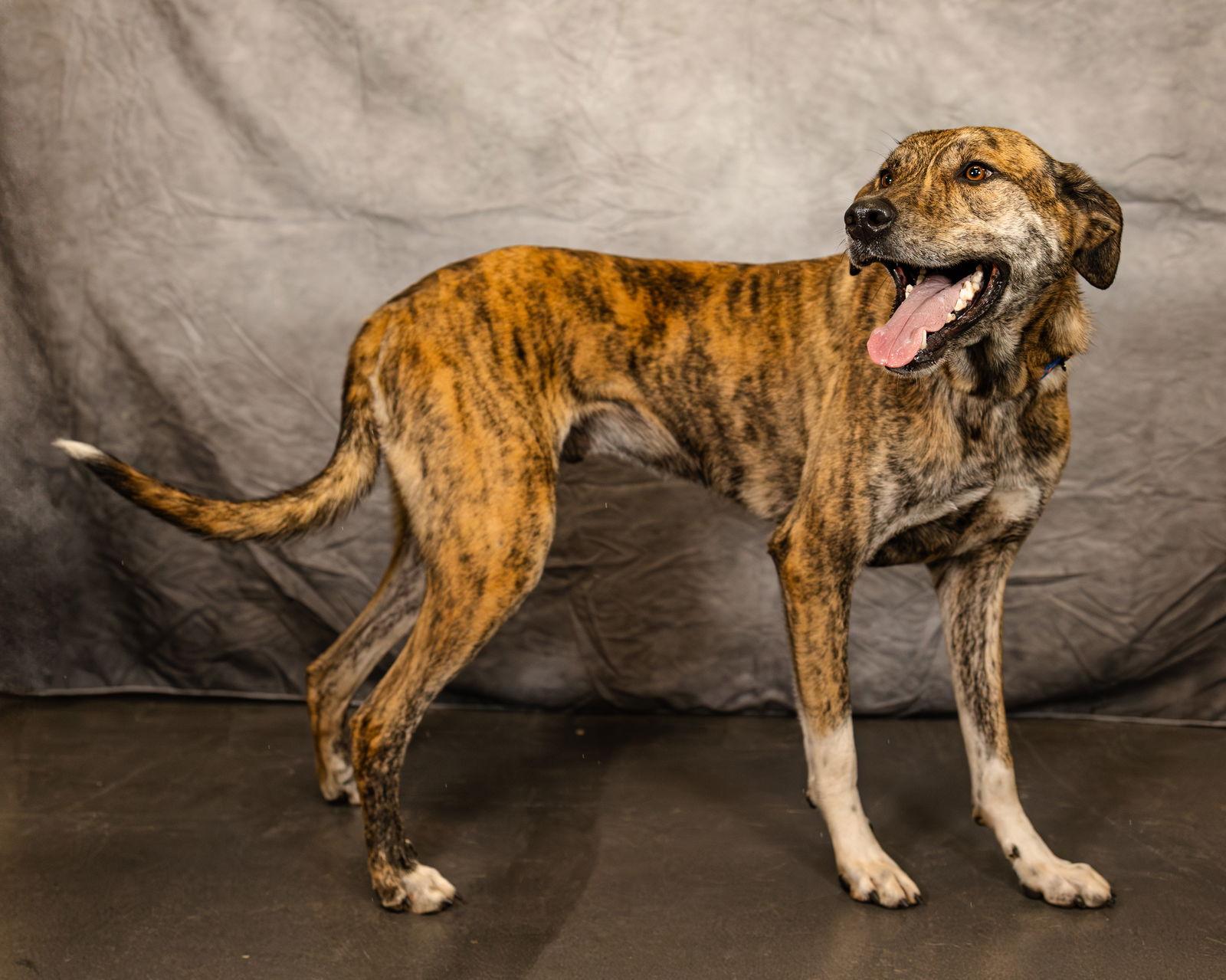 Enlarge Baxter, a Adoptable mixed breed in Clinton, OK image 1/3