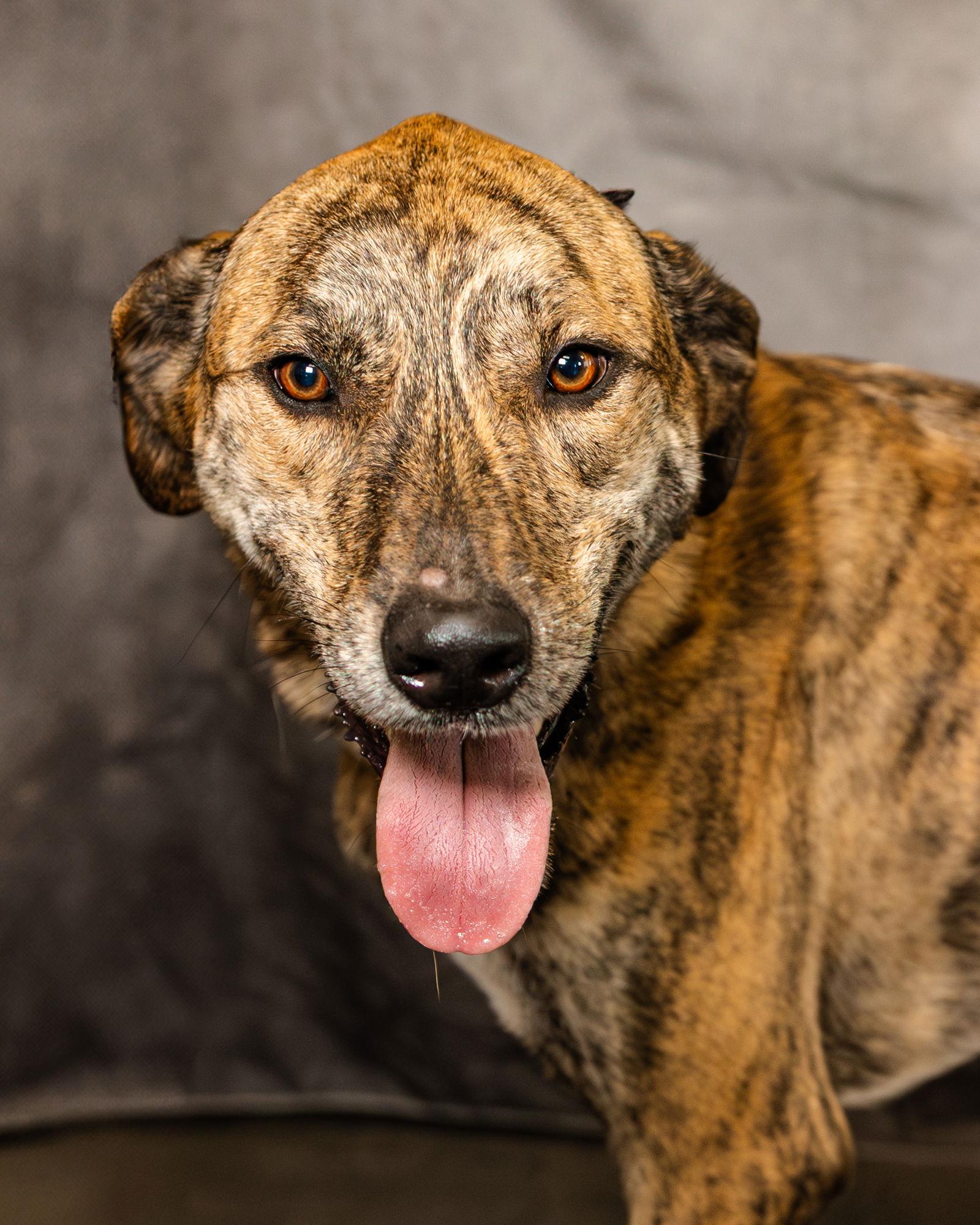 Enlarge Baxter, a Adoptable mixed breed in Clinton, OK image 2/3