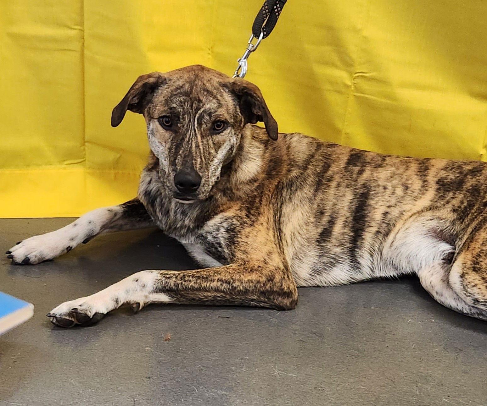 Baxter, Adoptable, Young Male Catahoula Leopard Dog & Great Pyrenees.