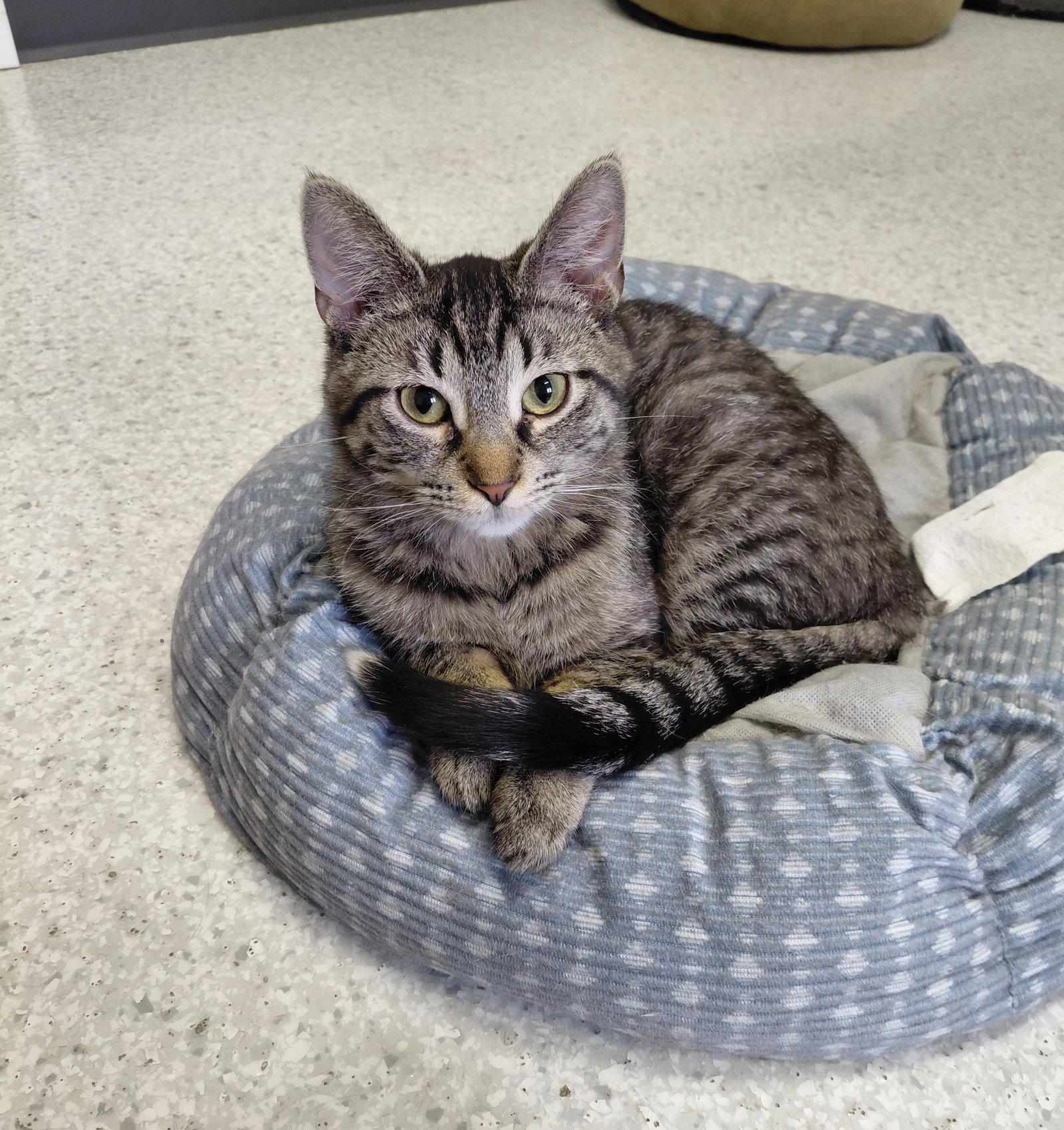 Enlarge Miranda, a Adoptable mixed breed in Montello, WI image 2/3