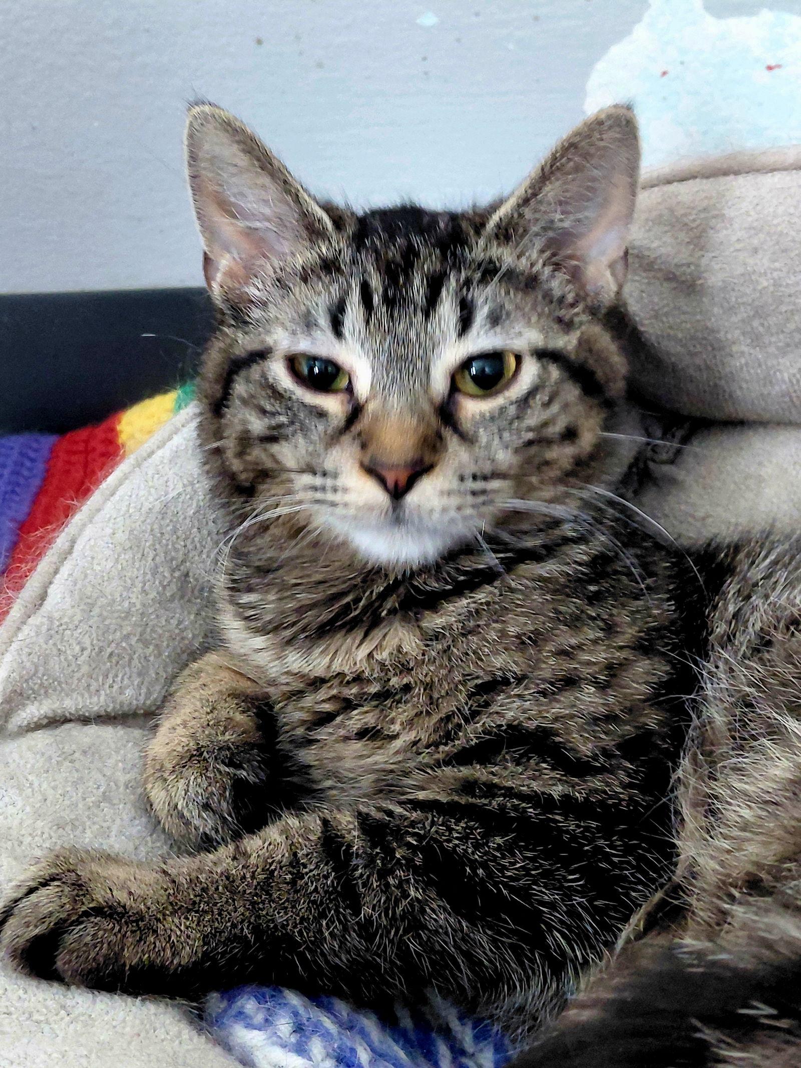 Enlarge Miranda, a Adoptable mixed breed in Montello, WI image 2/3