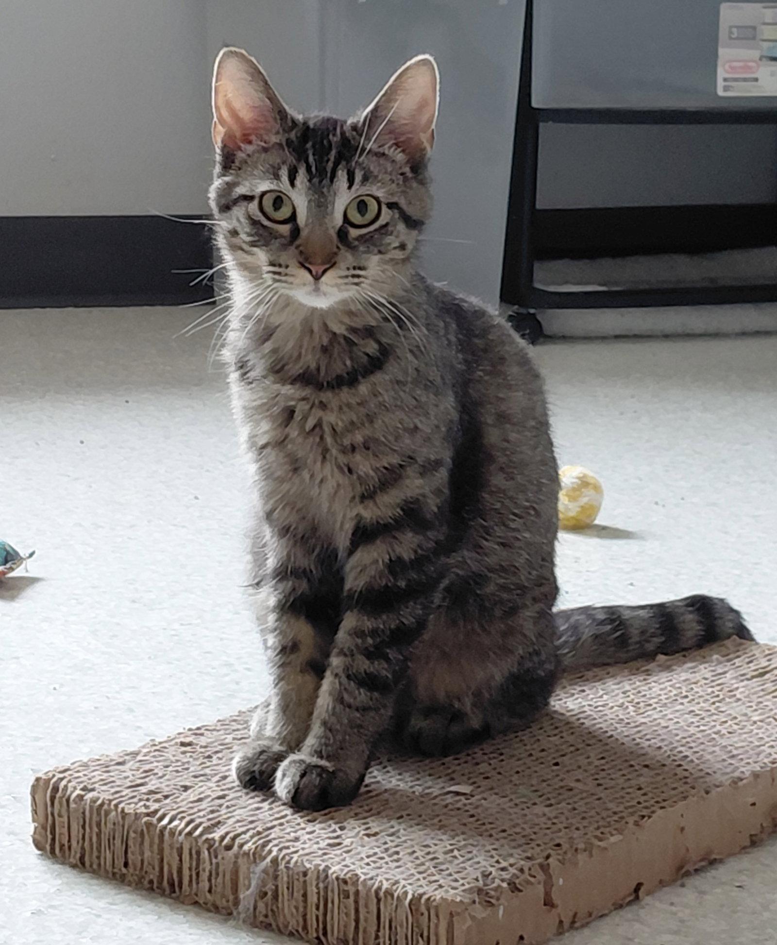 Enlarge Miranda, a Adoptable mixed breed in Montello, WI image 3/3