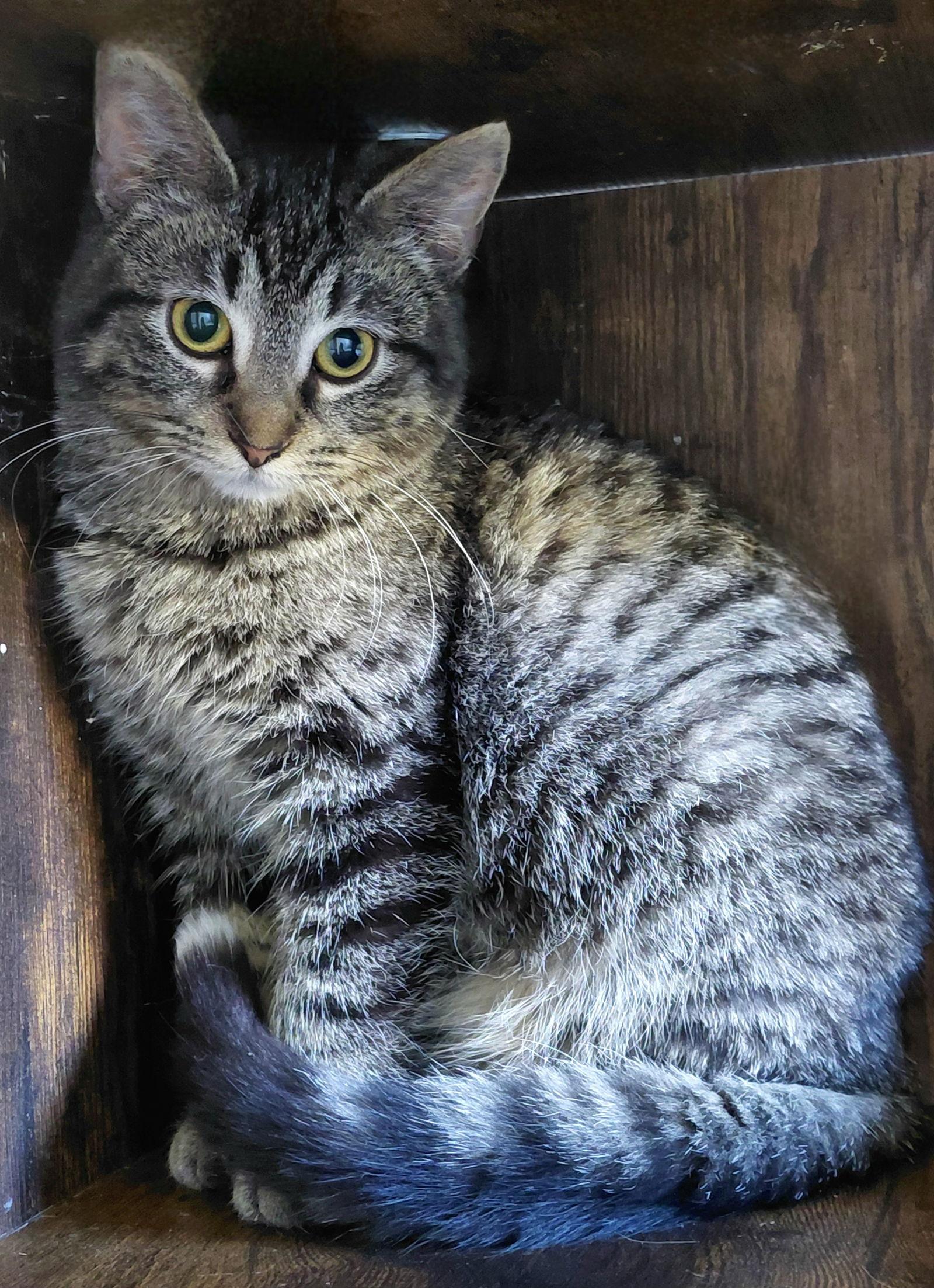 Enlarge Miranda, a Adoptable mixed breed in Montello, WI image 3/3