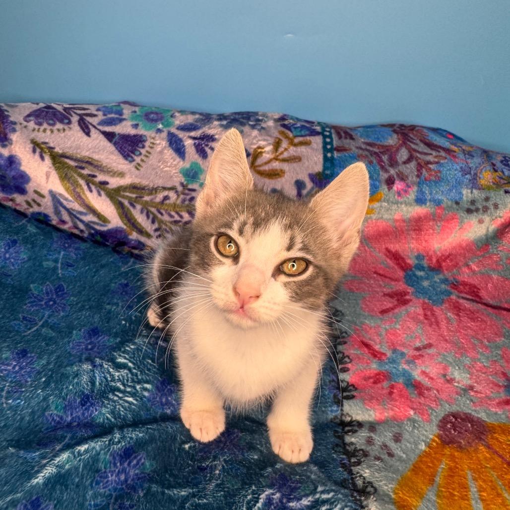 Enlarge Hayley Paramore, a Adoptable Domestic Short Hair in San Antonio, TX image 1/6