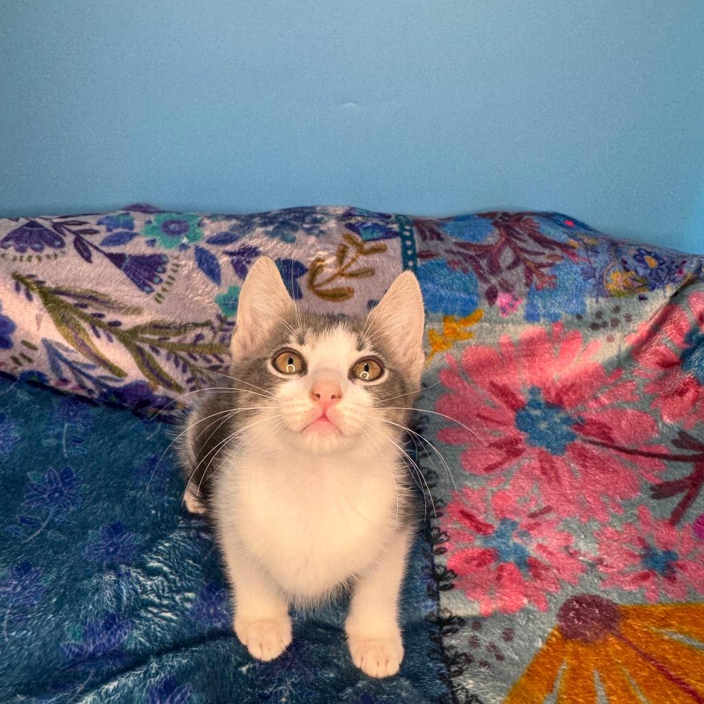 Enlarge Hayley Paramore, a Adoptable Domestic Short Hair in San Antonio, TX image 2/6