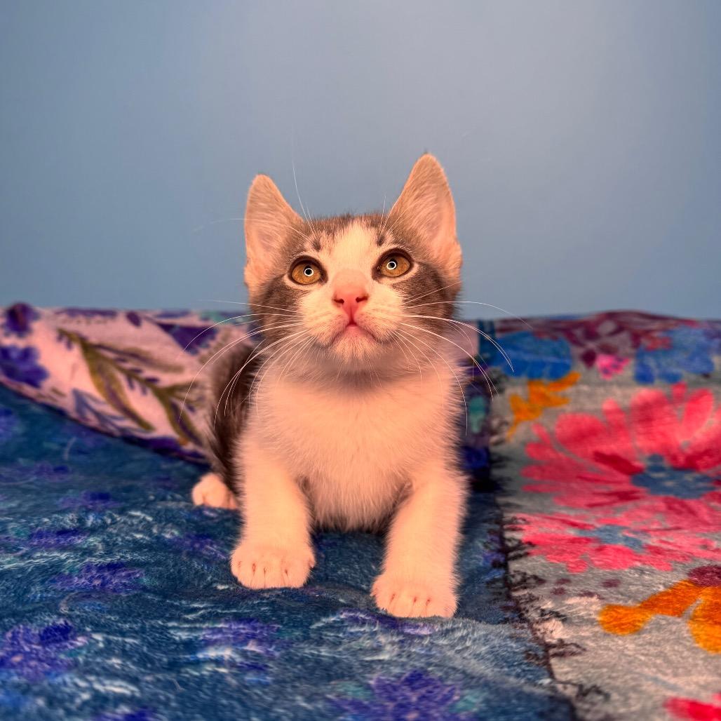 Enlarge Hayley Paramore, a Adoptable Domestic Short Hair in San Antonio, TX image 3/6