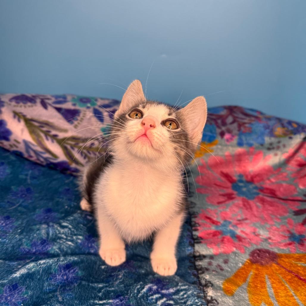 Enlarge Hayley Paramore, a Adoptable Domestic Short Hair in San Antonio, TX image 4/6