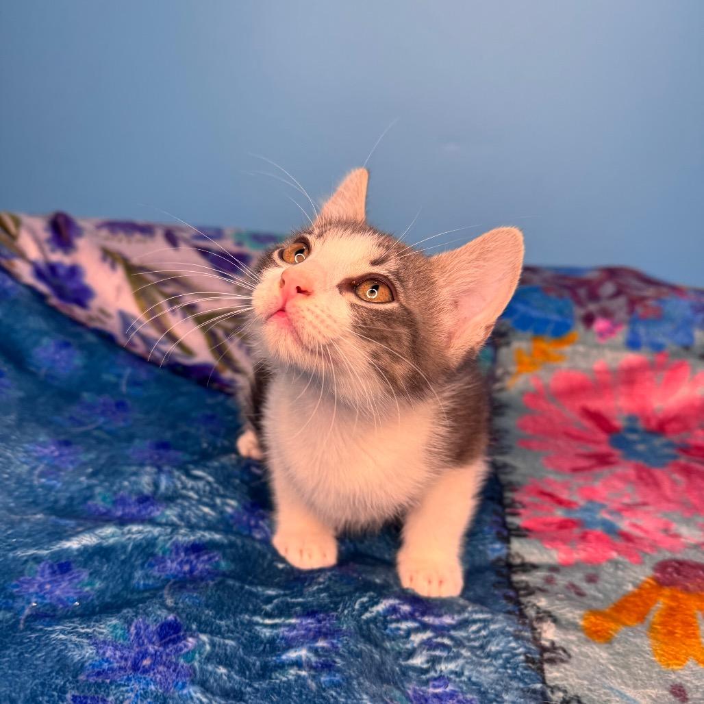 Enlarge Hayley Paramore, a Adoptable Domestic Short Hair in San Antonio, TX image 5/6