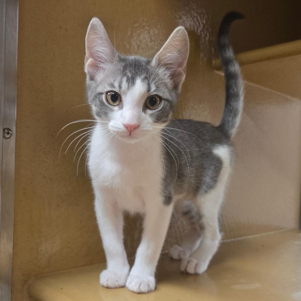 Enlarge Hayley Paramore, a Adoptable Domestic Short Hair in San Antonio, TX image 6/6