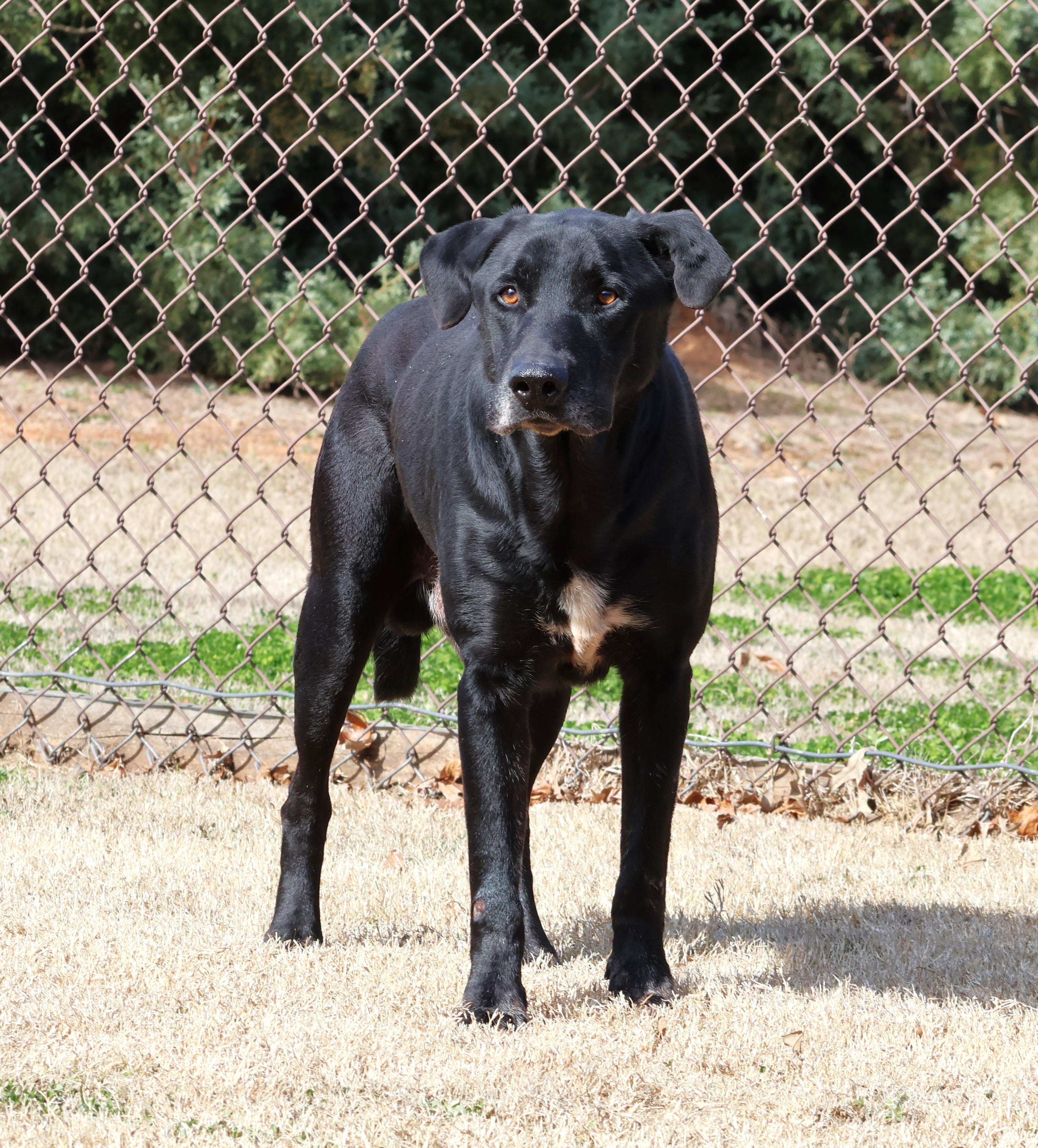 COAL, Adoptable, Senior Male Labrador Retriever.