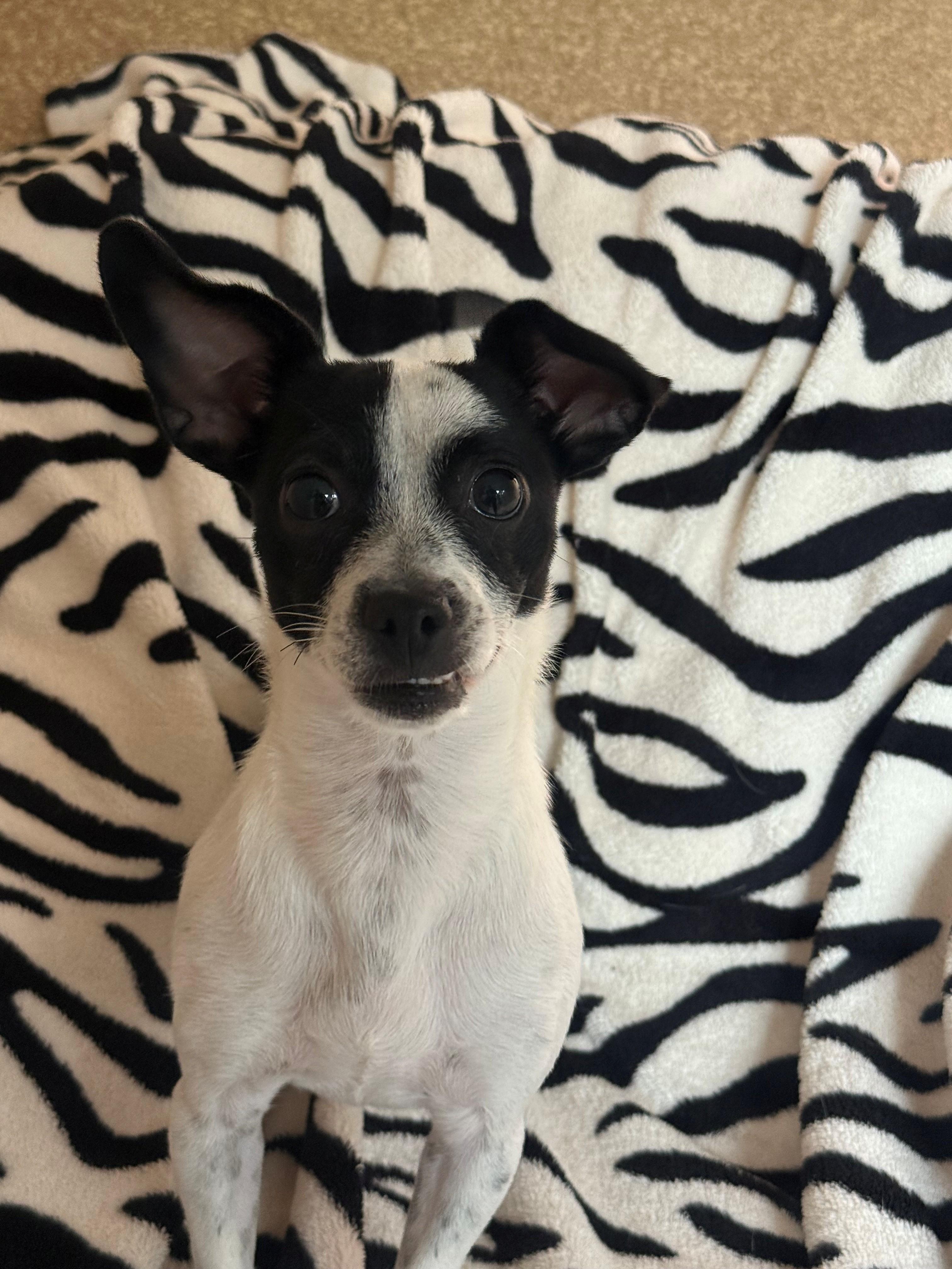 Enlarge Marianne, a ADOPTABLE mixed breed in Laguna Beach, CA image 2/2